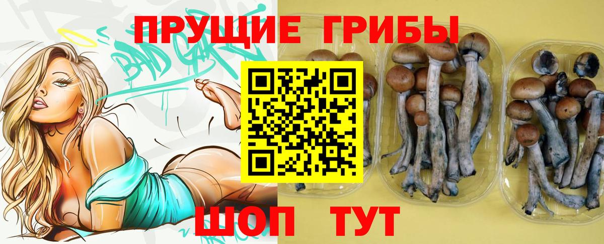 Кудрово  Псилоцибиновые грибы ЛСД  Вход с VPN  Псилоцибиновые грибы GOLDEN TEACHER 